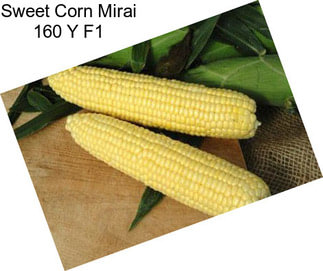 Sweet Corn Mirai 160 Y F1