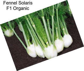Fennel Solaris F1 Organic