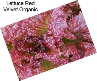 Lettuce Red Velvet Organic