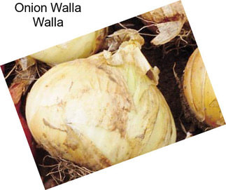 Onion Walla Walla