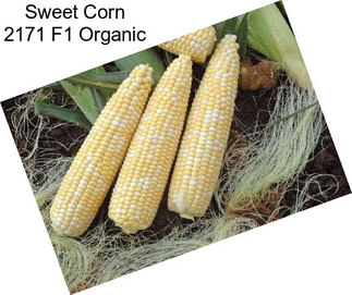 Sweet Corn 2171 F1 Organic