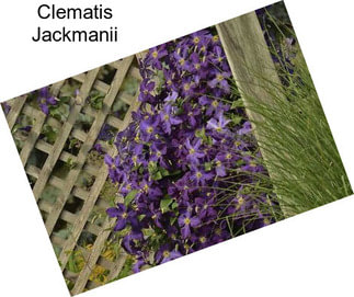 Clematis Jackmanii