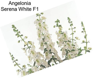 Angelonia Serena White F1