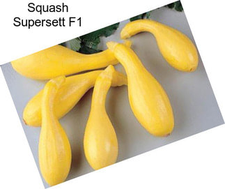 Squash Supersett F1