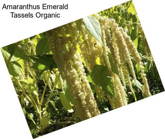 Amaranthus Emerald Tassels Organic