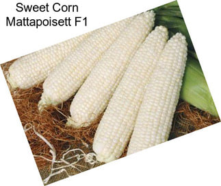 Sweet Corn Mattapoisett F1