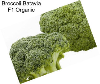 Broccoli Batavia F1 Organic