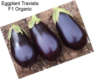 Eggplant Traviata F1 Organic