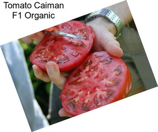 Tomato Caiman F1 Organic