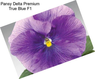 Pansy Delta Premium True Blue F1