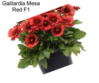 Gaillardia Mesa Red F1