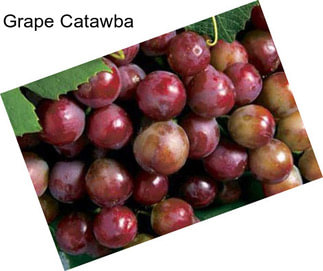 Grape Catawba