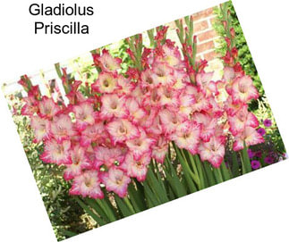 Gladiolus Priscilla