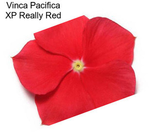 Vinca Pacifica XP Really Red