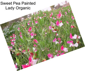 Sweet Pea Painted Lady Organic