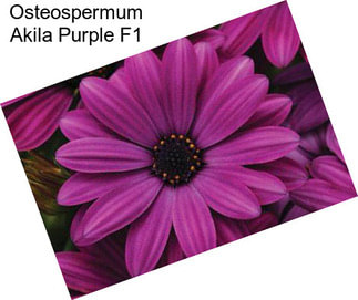 Osteospermum Akila Purple F1