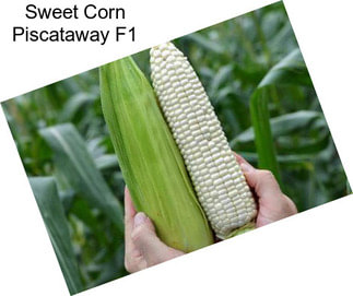 Sweet Corn Piscataway F1