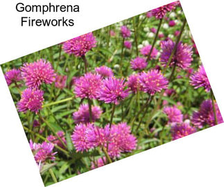 Gomphrena Fireworks