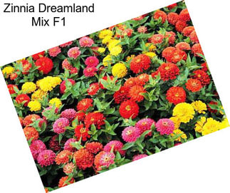 Zinnia Dreamland Mix F1