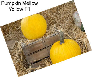 Pumpkin Mellow Yellow F1