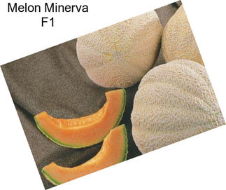 Melon Minerva F1