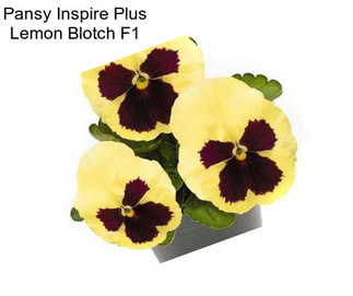 Pansy Inspire Plus Lemon Blotch F1