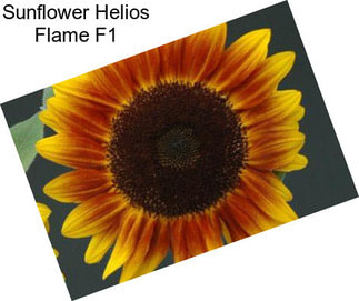 Sunflower Helios Flame F1