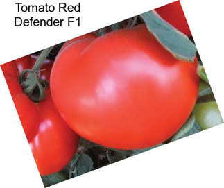 Tomato Red Defender F1