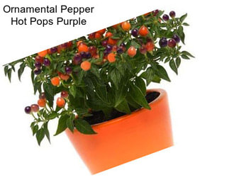 Ornamental Pepper Hot Pops Purple