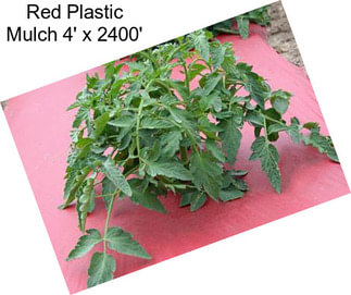 Red Plastic Mulch 4\' x 2400\'