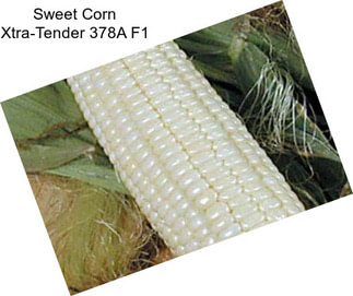 Sweet Corn Xtra-Tender 378A F1