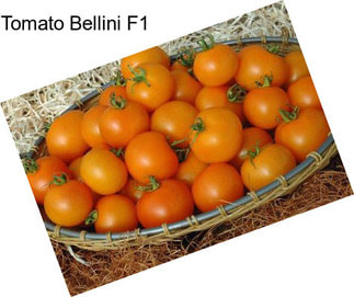 Tomato Bellini F1