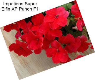 Impatiens Super Elfin XP Punch F1