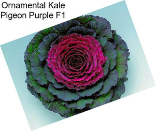 Ornamental Kale Pigeon Purple F1