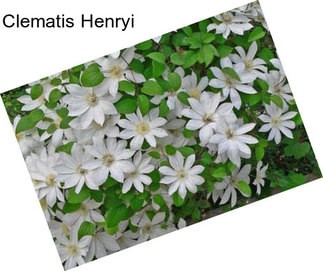 Clematis Henryi