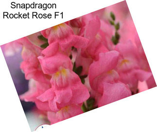 Snapdragon Rocket Rose F1