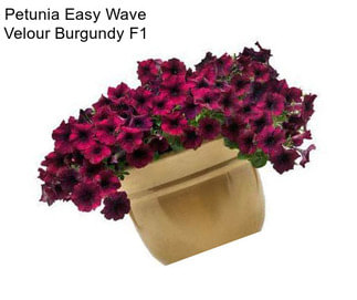 Petunia Easy Wave Velour Burgundy F1