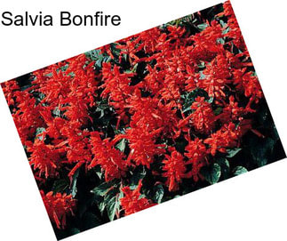 Salvia Bonfire