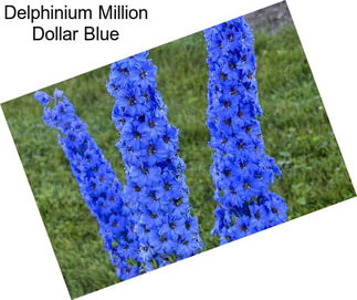 Delphinium Million Dollar Blue