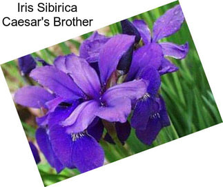 Iris Sibirica Caesar\'s Brother