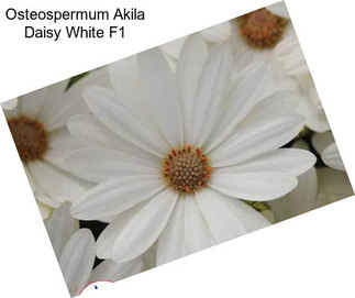 Osteospermum Akila Daisy White F1