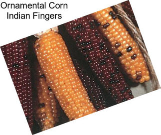 Ornamental Corn Indian Fingers