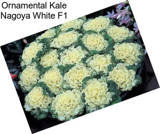 Ornamental Kale Nagoya White F1