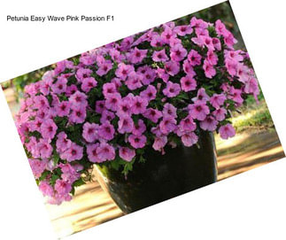 Petunia Easy Wave Pink Passion F1