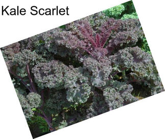 Kale Scarlet