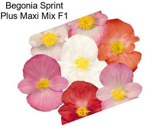 Begonia Sprint Plus Maxi Mix F1