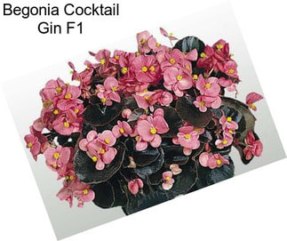 Begonia Cocktail Gin F1