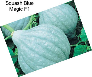 Squash Blue Magic F1