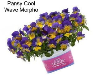 Pansy Cool Wave Morpho