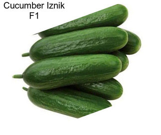 Cucumber Iznik F1